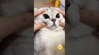 Funny cat videos   cute cats