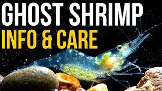 Ghost Shrimp Info And Care | Ghost Shrimp Care Guide!