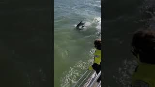 Dolphins  and ️ !!!!  @SailingTraderLiveLandSea