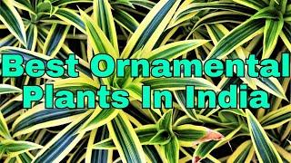 Best Ornamental Plants In India