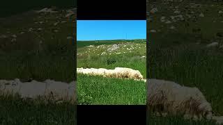 Sheep in the Fields of Corleone Sicily