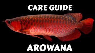 AROWANA CARE GUIDE