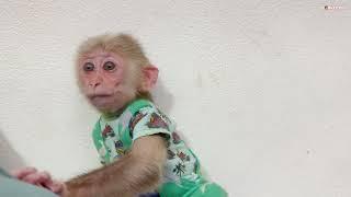 PiPi monkey sadly gives first aid and bandages the wound on his leg