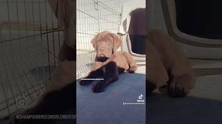 Sitting pretty  “YOGI” (Rare) Chocolate English Mastiff only here at CBK  #mastiff #puppy #pets