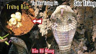 Sóc Trăng (Tập 4) Rắn Hổ Mang Đẻ Trứng| Mười Thương Săn Bắt