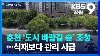 춘천 ‘도시 바람길 숲’ 조성…식재보다 관리 시급 / KBS  2023.07.08.