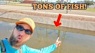 Fly Fishing Canals LOADED with Fish!