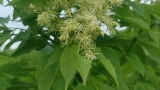 Μηλιάδι ή μικρός φράξος (Fraxinus ornus) στο δάσος του όρους Χαϊντού της Ροδόπης