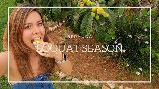 Evening VLOG - Loquat Season Bermuda ¦ Cansu Ongel ¦ Bermuda 2021