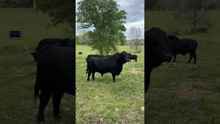 Remember, fences are merely a suggestion guys! #brangus #bull #cow #ranch #cattleranch #animals