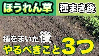 【ほうれん草】種をまいた後にこれをやるだけで大きく育ちます　その秘訣とは