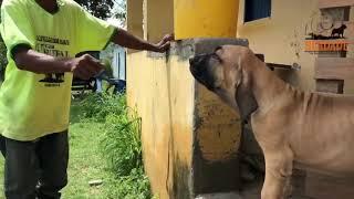 FILA BRASILEIRO, Brazilian Mastiff puppy Great Temperament  And a good promise From Canil Herdade