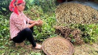 Mom harvested thousands of peanuts and had great joy when the peanut harvest season came.