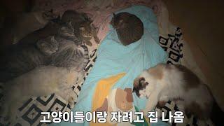 Overnight in a Winter Cat Shelter in the Mountain Valley