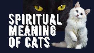 Spiritual Meaning Of Cats . The Karma Of Cats New Video 2023