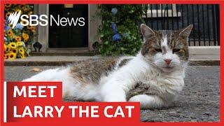Larry the Cat outlasts another UK prime minister | SBS News