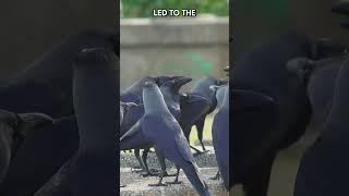The Dark Lore Behind 'A Murder of Crows' |Paws on the Planet