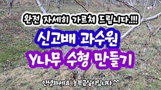 나무수형잡기 굵은가지 유인하기 주지유인