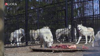 Gradina Zoologica din Chisinau, pe timp de pandemie