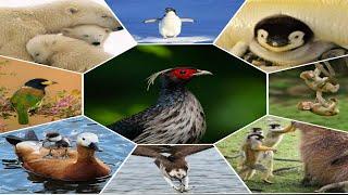 Wonderful Gallery Of Beautiful Animals And Birds | Birds Gallery Wildlife | Animals Gallery Wildlife