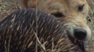 Meet the Echidna, an Incredible, Fire-Proof Spiny Anteater