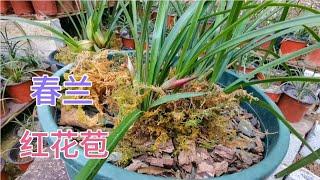 小朱养兰花2年，看看她收获了多少春兰红花苞？一棵比一棵漂亮