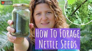 How To Forage Nettle Seeds