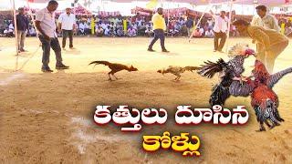 కృష్ణా జిల్లాల్లో జాతరలా కోడి పందేలు | Kodi Pandalu | Krishna District