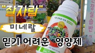 믿기 어려운 영양제 ^^잘자람^^  농작물 필수 미네랄 어느 작물이든 효과 Unbelievable nutritional supplements ^Good night^