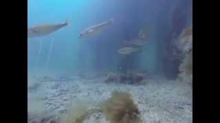 Underwater footage from Norway, including a halibut hitting a lure