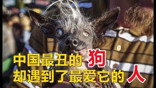 【宠物狗】狗狗因为意外，变得奇丑无比，可是却遇到了最美的人照顾它