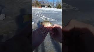 Catching Fish While Ice Fishing