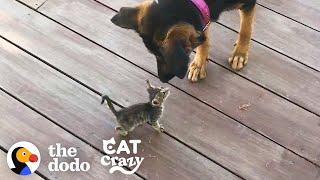 Stray Kitten Picks A Dog As Her Mom | The Dodo Cat Crazy