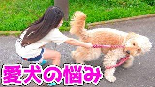 愛犬の悩み？一体なんでしょう？ - はねまりチャンネル