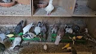 Feeding the pigeons and aviary birds