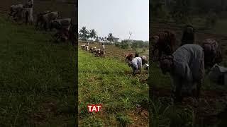  #music #song #trending #vivasayi #nature #agriculture #village #vivasayam #ytshorts #farming