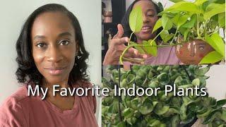 My Favorite Indoor Plants I The Plants I Love Most I JerseyWifeJerseyLife