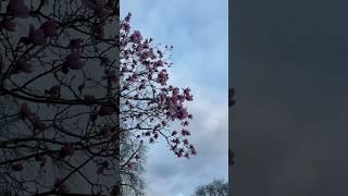 Spring #shorts #manchester #uk #england #viralvideo #views #youtubeshorts #shortsvideo   #shortsfeed