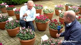 Cyclamen Outdoor varieties - Syngenta Flowers