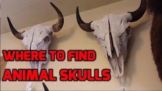 Where to Find Animal Skulls Locally for Skull Carving for Free!