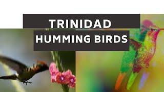 #HUMMINGBIRD final #trinidad #mikeonthemictt