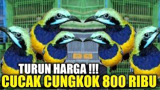 TURUN HARGA !!! CUCAK CUNGKOK ORI CUMA 800 RIBU KELAMIN JANTAN DIKIOS PASAR PRAMUKA