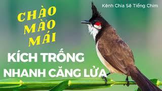 Kênh Chia Sẽ Tiếng Chim | Chào Mào Mái Kích Trống Căng Lửa | Cách Kích Lửa Chào Mào