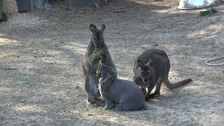 Jim, Joey and Cece