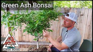 Green Ash Bonsai Tree