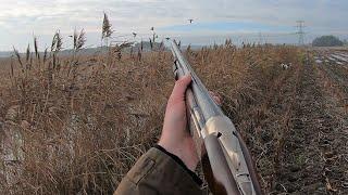 Hunting - Ducks with bird dogs