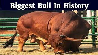 Biggest Bull In History | Bull Of 2021