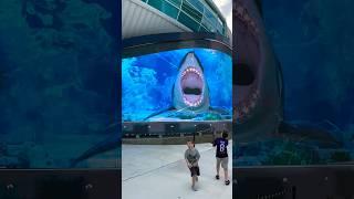 Sea creatures attack at the Port of #Nassau #Bahamas ! PART 1 #shark