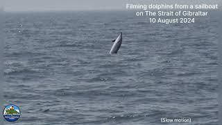 Dolphins next to our Sailboat at The Strait of Gibraltar