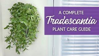 Unlocking the Secrets of Tradescantia: The Ultimate Care Guide